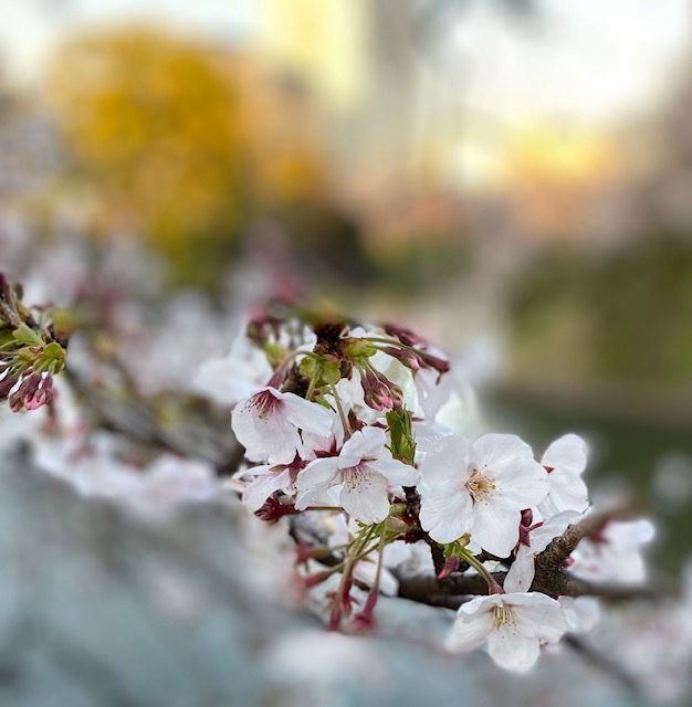 Cherryーblossom viewing 桜田門~半蔵門~千鳥ヶ淵 次男夫婦と♪ _a0165160_23471415.jpg
