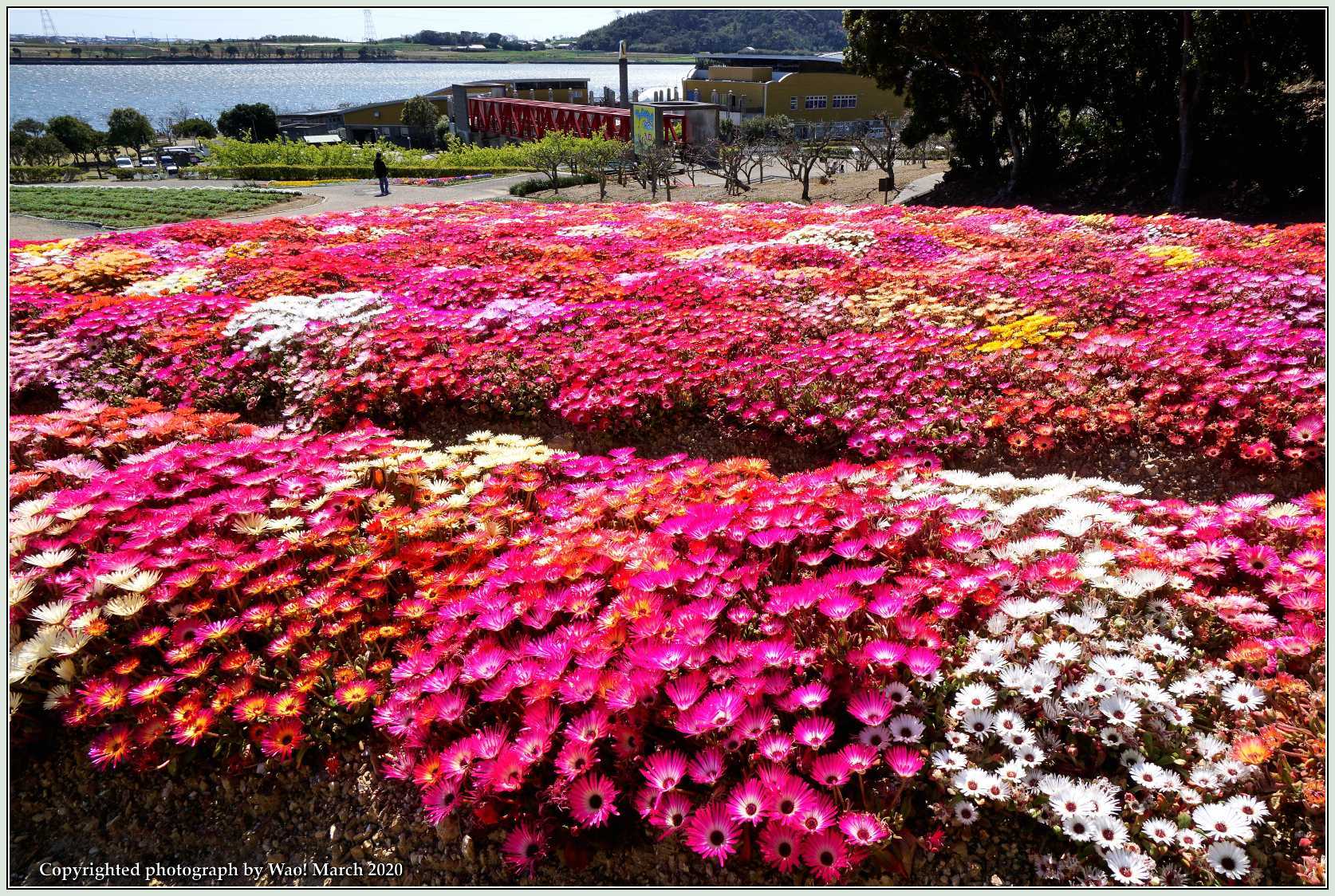 花公園春の花_c0198669_17362874.jpg