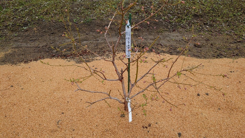 鉢植えブルーベリーの露地植え移植 in 周南市_d0358272_13041496.jpg