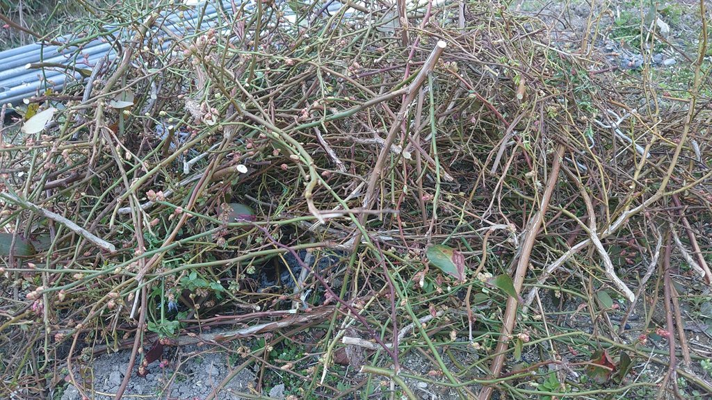 鉢植えブルーベリーの露地植え移植 In 周南市 初めてのブルーベリー栽培記 鉢植えブルーベリーの露地植え移植 In 周南市 初めてのブルーベリー栽培記