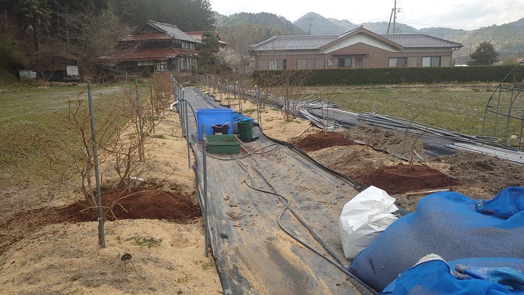 鉢植えブルーベリーの露地植え移植 in 周南市_d0358272_13055824.jpg