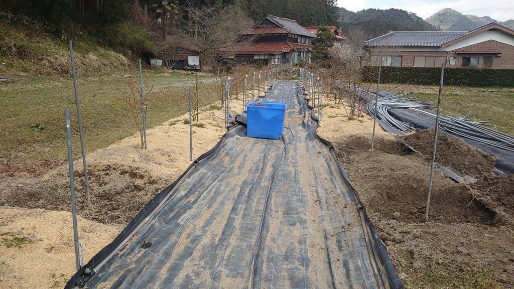 鉢植えブルーベリーの露地植え移植 In 周南市 初めてのブルーベリー栽培記