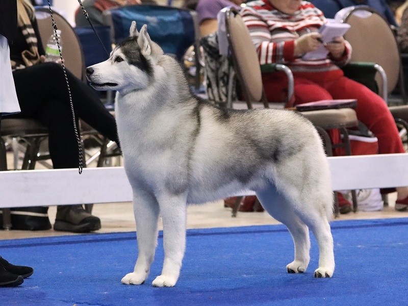 全信頼を寄せる SHCA ナショナル ハスキーがやってきた : 優勝犬の写真・他 2019年 リール