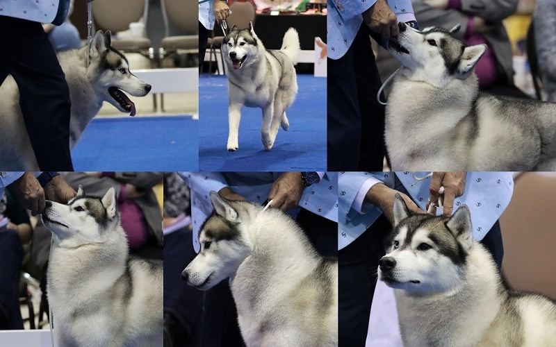 SHCA ナショナル 2019年 優勝犬の写真・他 : ハスキーがやってきた
