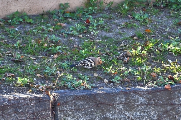 Re ヤツガシラ_c0164881_00121319.jpg