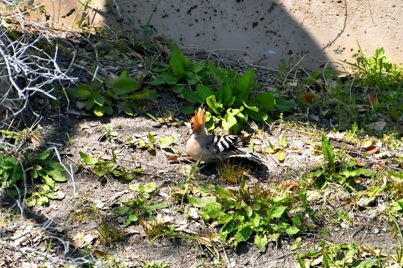 Re ヤツガシラ_c0164881_00180301.jpg