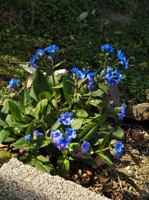 ご近所で咲いてた青い花 貴女のことが知りたくて 健気に育つ植物たち