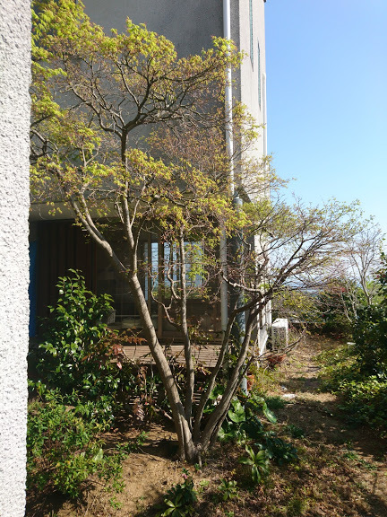 花冷え_f0197985_09382734.jpg