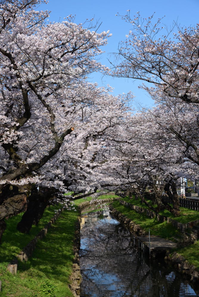 満開の桜を堪能_f0202686_16174956.jpg