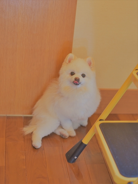 まさに踏んだり蹴ったり_d0360206_06243050.jpg