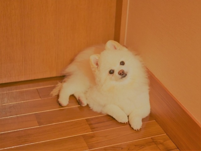 まさに踏んだり蹴ったり_d0360206_06244131.jpg