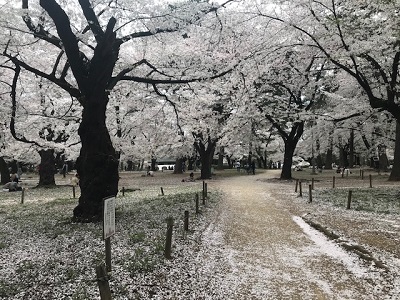 桜も見納めか_f0231309_20075775.jpg
