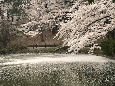 桜も見納めか_f0231309_20083882.jpg