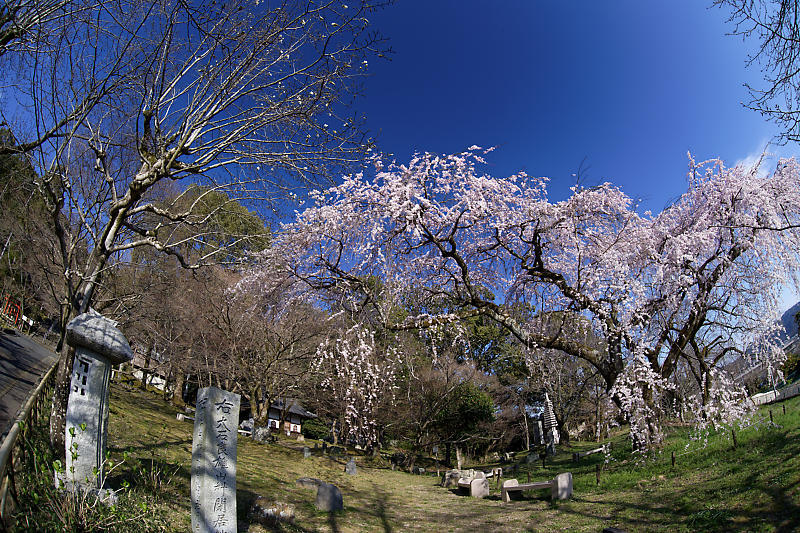 2020桜巡り@岩屋寺_f0032011_09054988.jpg