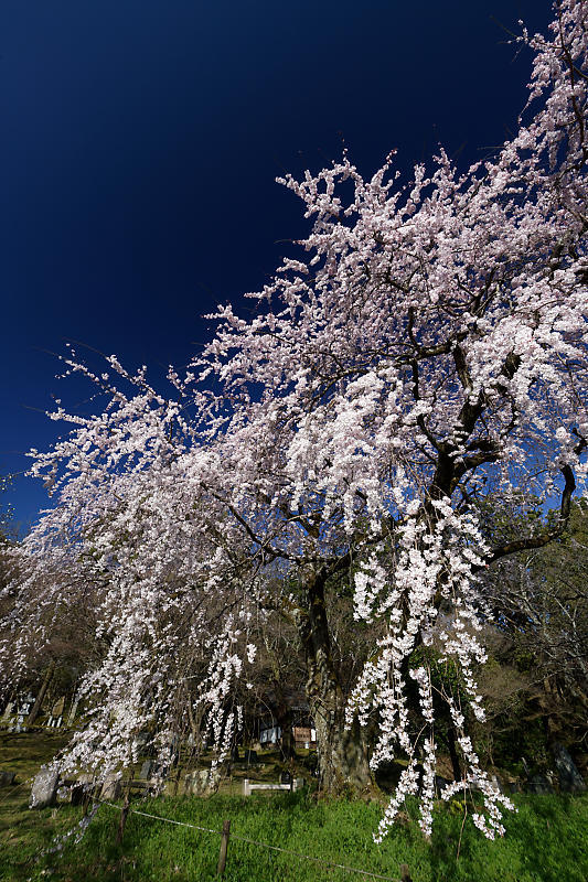 2020桜巡り@岩屋寺_f0032011_09055000.jpg