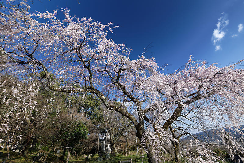 2020桜巡り@岩屋寺_f0032011_09055019.jpg