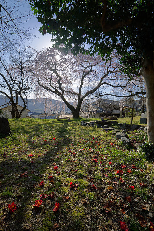 2020桜巡り@岩屋寺_f0032011_09055035.jpg