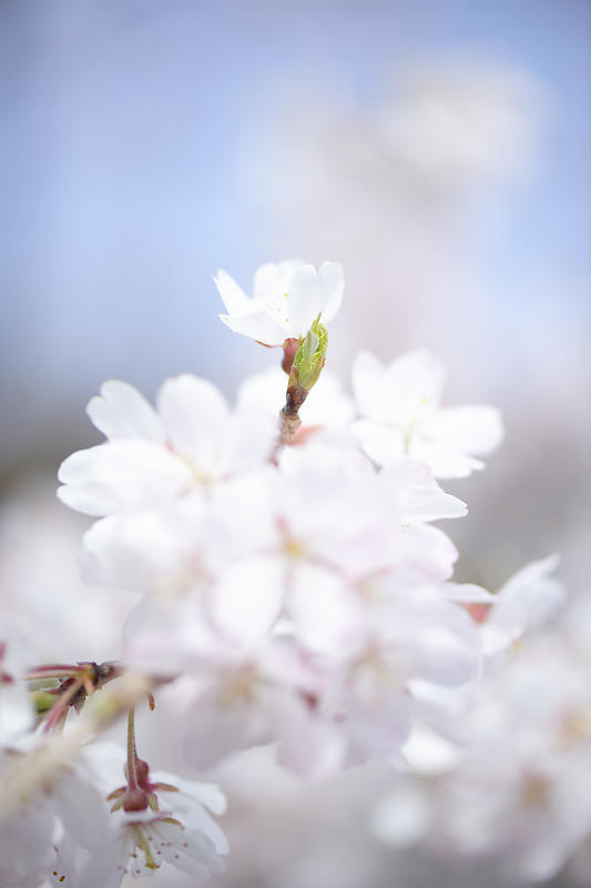 2020桜巡り@岩屋寺_f0032011_09055051.jpg