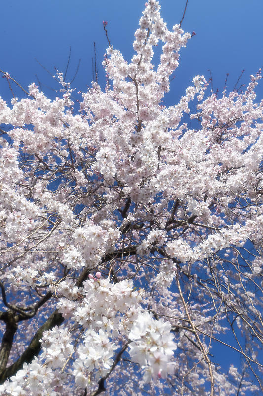 2020桜巡り@岩屋寺_f0032011_09115012.jpg