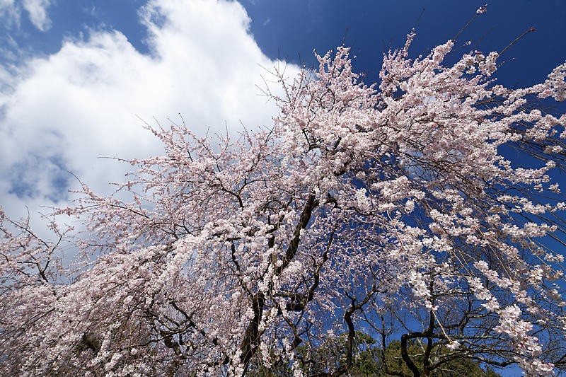 2020桜巡り@岩屋寺_f0032011_09170535.jpg