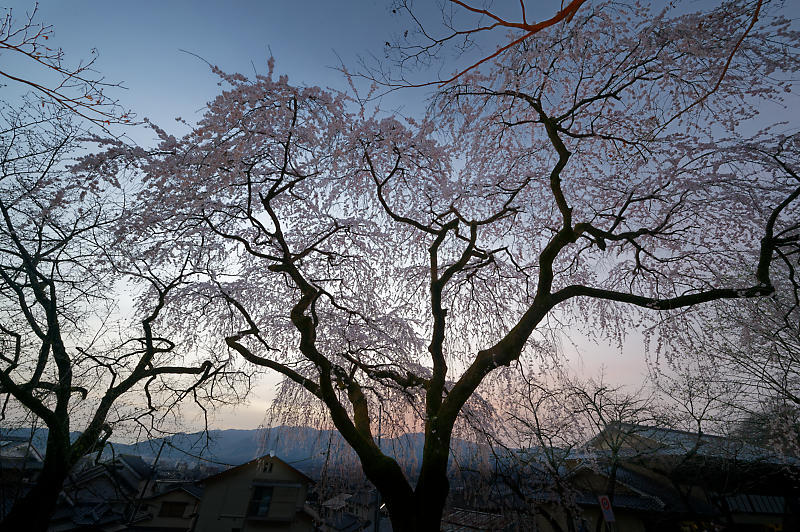 2020桜巡り@岩屋寺_f0032011_09194214.jpg