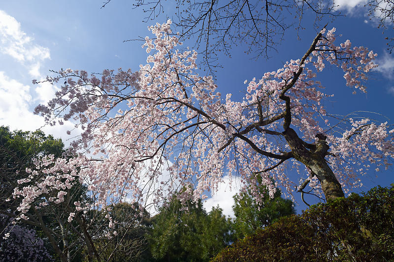 2020桜巡り@岩屋寺_f0032011_09194330.jpg