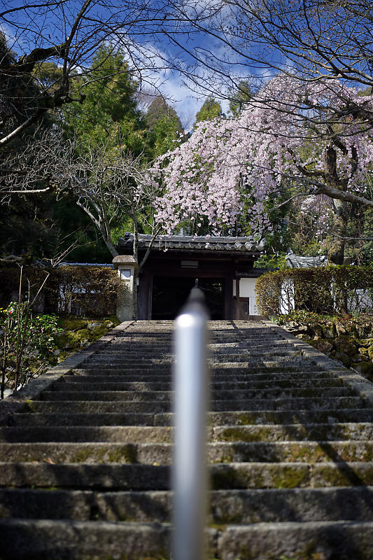 2020桜巡り@岩屋寺_f0032011_09194331.jpg