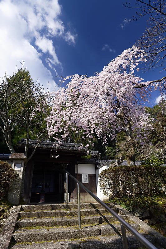 2020桜巡り@岩屋寺_f0032011_09194352.jpg