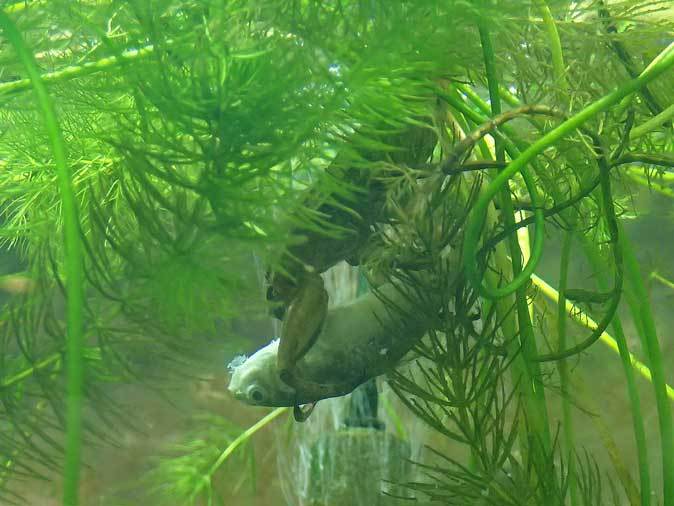 昆虫園本館の水生昆虫たちとサキシマスベザトウの捕食 多摩動物公園 April 19 続々 動物園ありマス 昆虫園本館の水生昆虫たちとサキシマスベザトウの捕食 多摩動物公園 April 19 続々 動物園ありマス