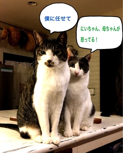 にゃんこ劇場 兄貴は辛いよ ゆきなそう 猫とガーデニングの日記 にゃんこ劇場 兄貴は辛いよ ゆきなそう 猫とガーデニングの日記