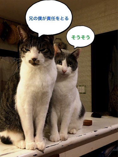 にゃんこ劇場 兄貴は辛いよ ゆきなそう 猫とガーデニングの日記 にゃんこ劇場 兄貴は辛いよ ゆきなそう 猫とガーデニングの日記