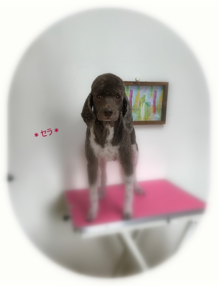 セラちゃん_a0315823_19260252.jpg
