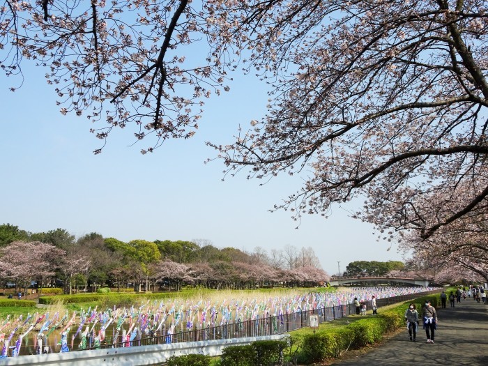 桜と鯉のぼり・・・(4297)_e0349324_17043005.jpg