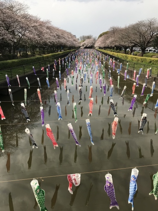 桜と鯉のぼり・・・(4297)_e0349324_17043731.jpg