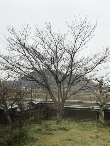 桜?_e0344925_08555465.jpeg