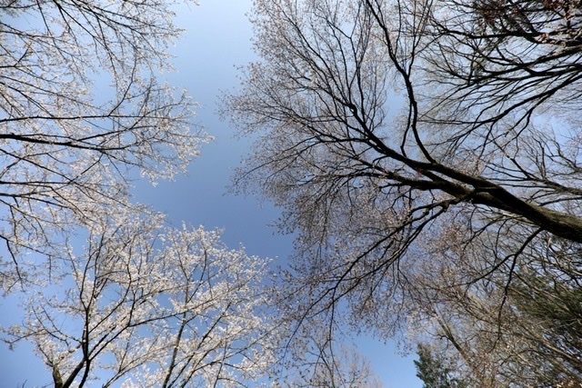 まゝに/3月の散策 里山_d0342426_00163410.jpeg