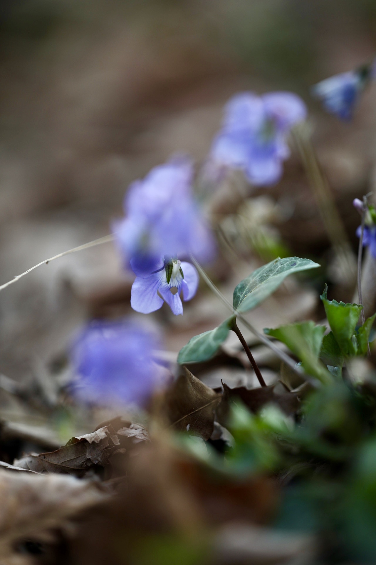 まゝに/3月の散策 里山_d0342426_00182010.jpeg