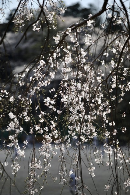 まゝに/3月の散策 里山_d0342426_00191959.jpeg
