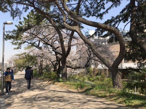 3月26日 四谷 サクラ_a0317236_07470083.jpeg