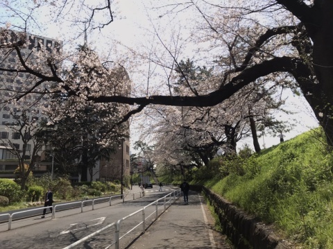3月26日 四谷 サクラ_a0317236_07471649.jpeg