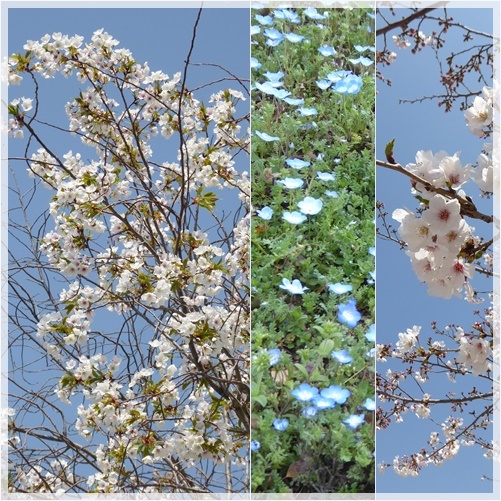 浮間公園の桜_c0128342_17174207.jpg