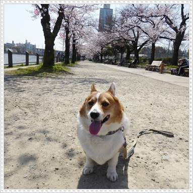 浮間公園の桜_c0128342_17174652.jpg