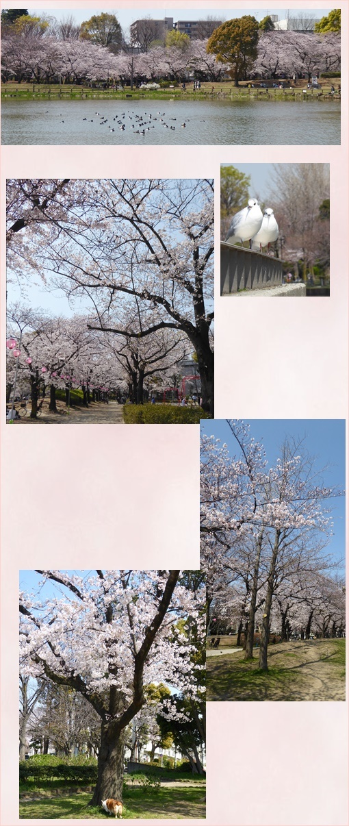 浮間公園の桜_c0128342_17175215.jpg