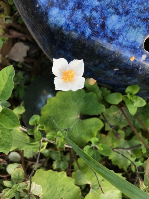 瞑想_d0101846_08482949.jpeg
