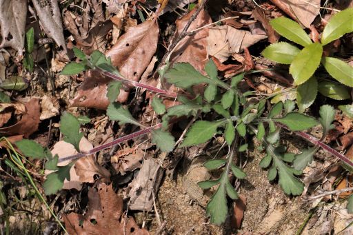 不明の植物名 判明 オトコエシのランナー 花とみどりの四季 撮影メモ