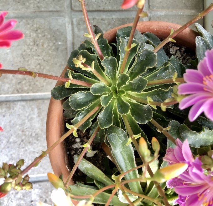 バラの蕾、クレマチスの蕾、レウィシアの蕾♡と、出開きばかりのカルトナージュ(T . T)_a0396654_19515645.jpeg