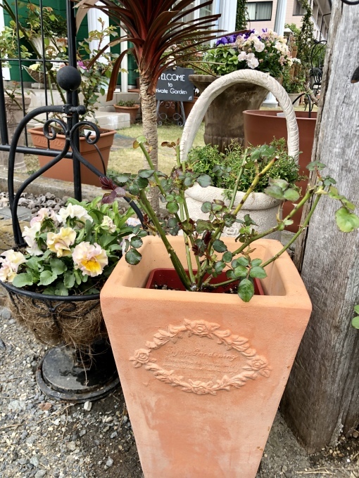 バラの蕾、クレマチスの蕾、レウィシアの蕾♡と、出開きばかりのカルトナージュ(T . T)_a0396654_20123948.jpeg