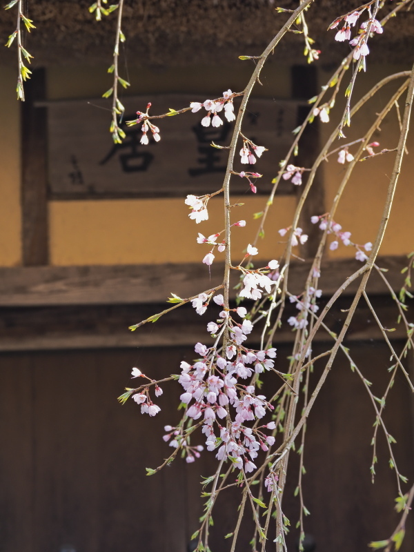 桜 1　　　奈良県_d0286954_05132691.jpg