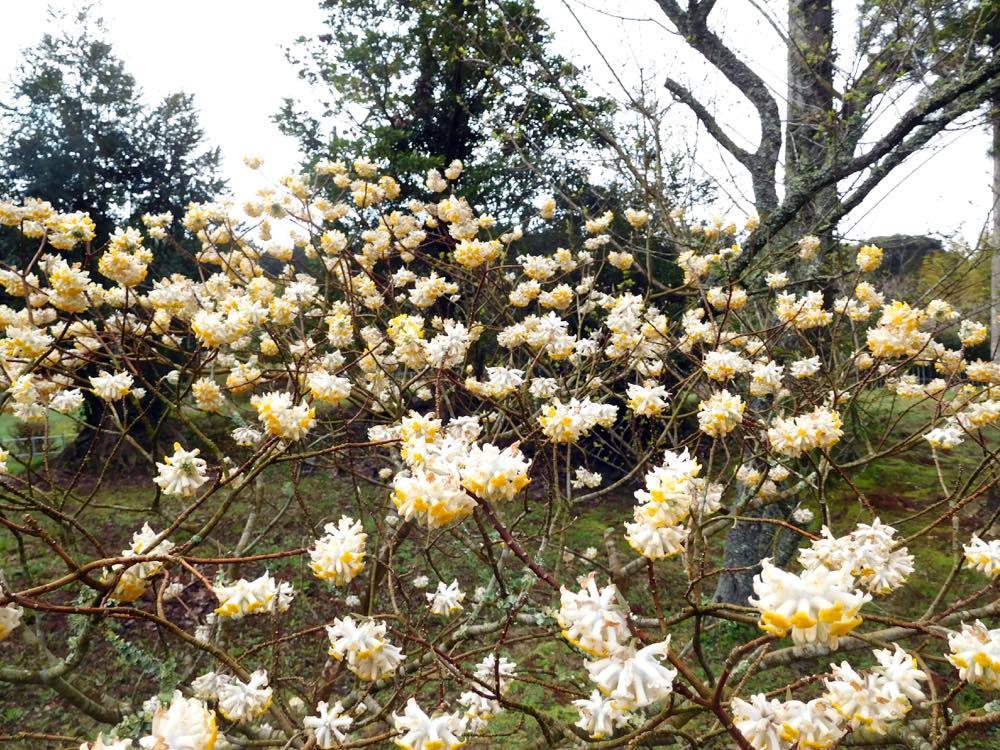 お寺の花たち_e0024554_19203706.jpg