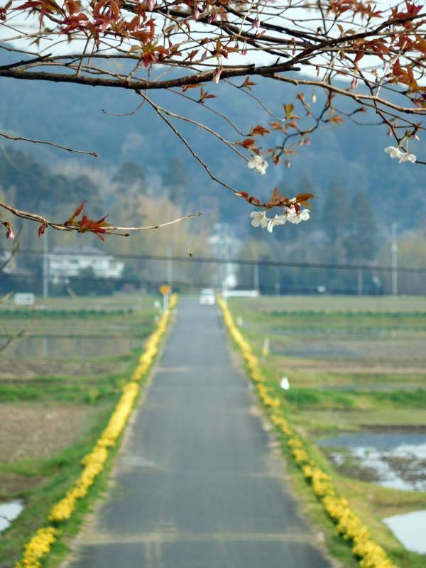 お寺の花たち_e0024554_19210227.jpg